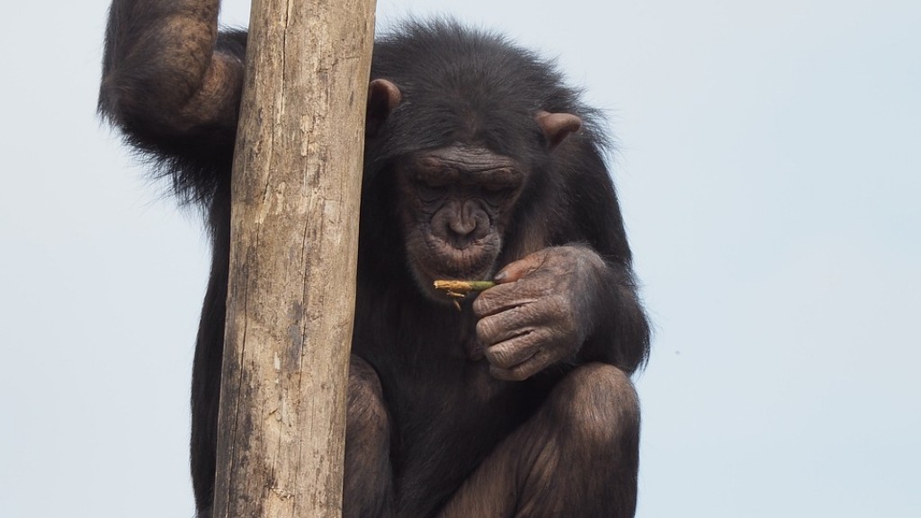 كيفية صنع الشمبانزي من الطين