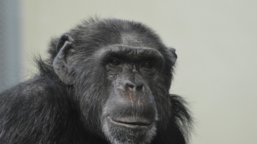 هل يمتلك البشر الحمض النووي للشمبانزي؟