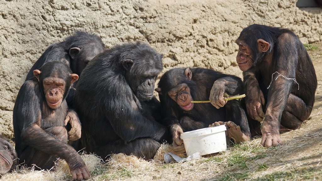 كيف يأكل الشمبانزي الموز