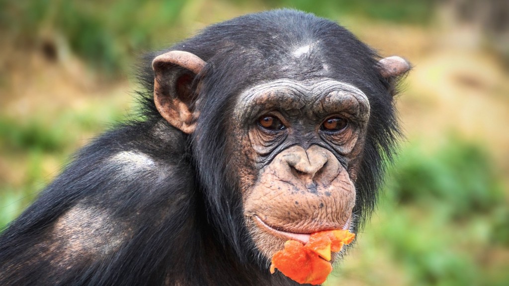 ما الذي يجعل بقرة نسر الشمبانزي تشبه فيلها؟