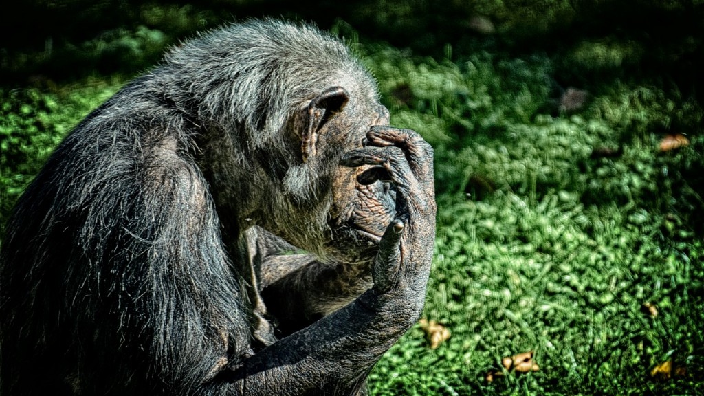 # ما هي بعض الأشياء التي تعلمها أم الشمبانزي لصغارها؟