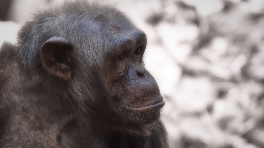 لماذا الشمبانزي في خطر الانقراض