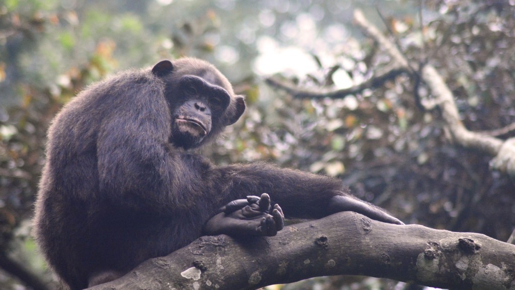 الشمبانزي لديه 48 كروموسوما