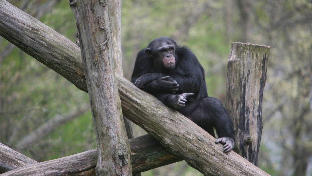هل الشمبانزي عدواني؟