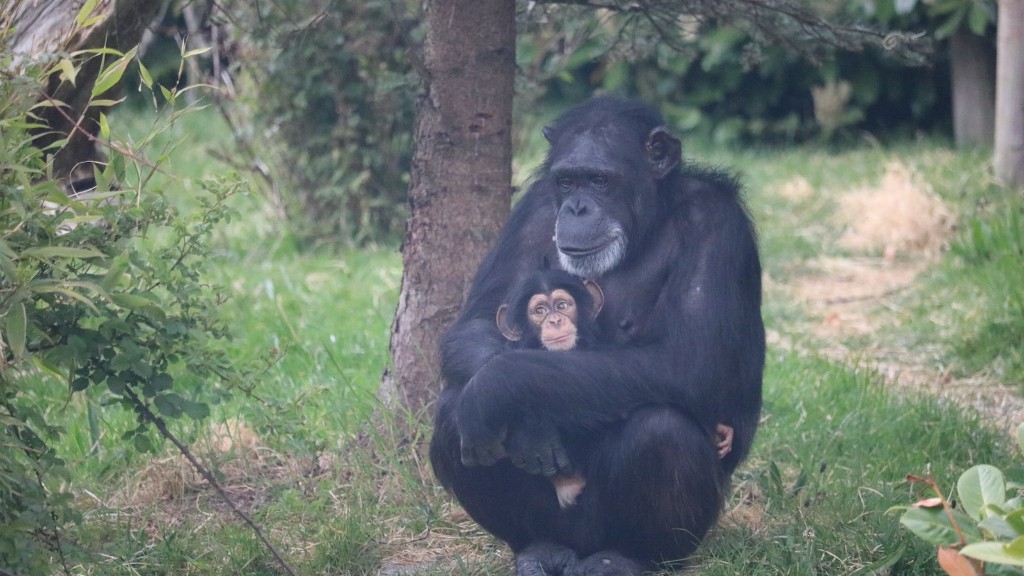كم هو الشمبانزي المدرب