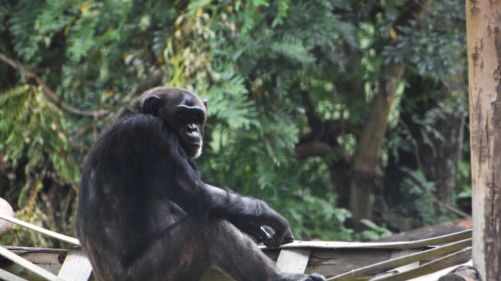 ما هو تصنيف الشمبانزي