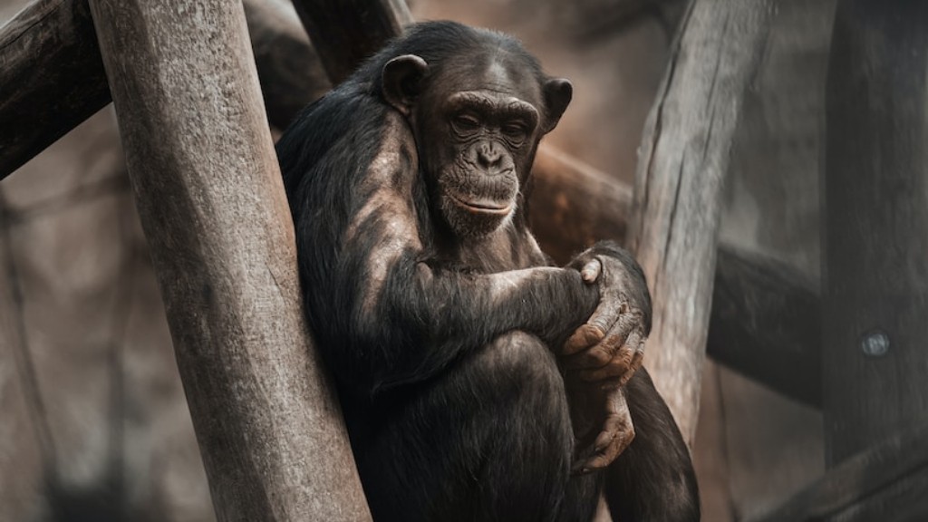هل تثبت حروب الشمبانزي أن العنف فطري؟
