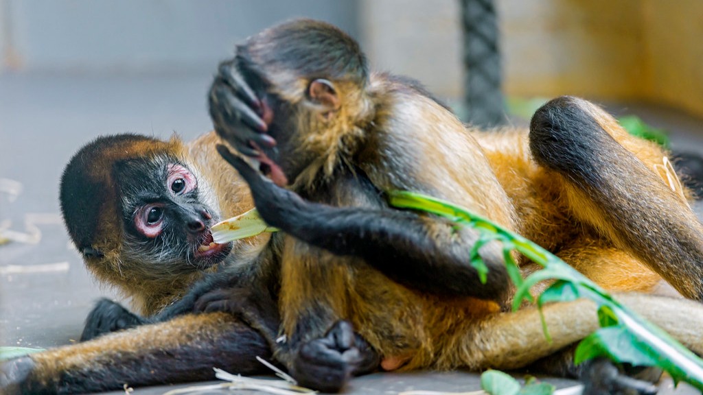 ما مدى سرعة تشغيل القرود العنكبوتية؟