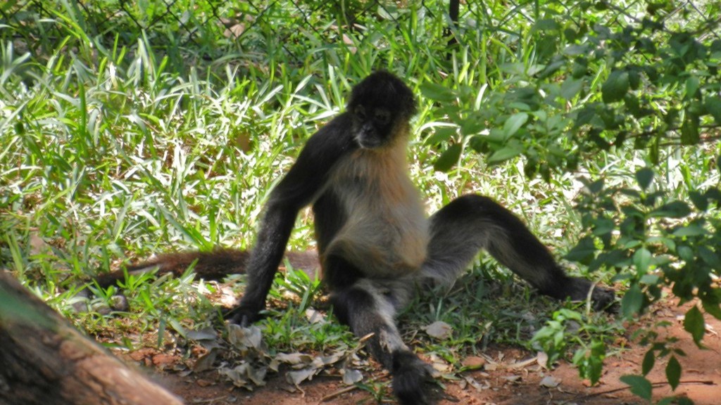 هل القرد العنكبوتي بلاتيرهين؟