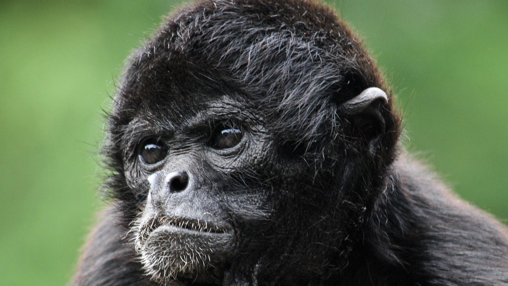 كيف يأكل القرد العنكبوت ذو اليد السوداء السوداء