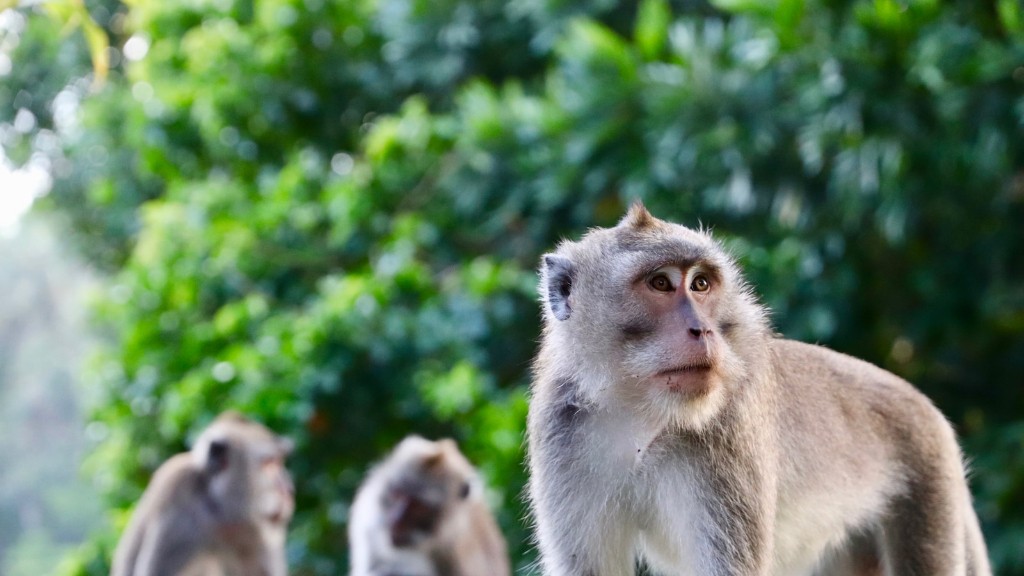 ماذا يعني القرد العنكبوت