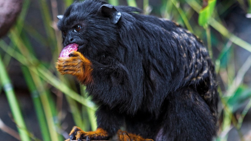 هل تثبت حروب الشمبانزي أن العنف فطري؟